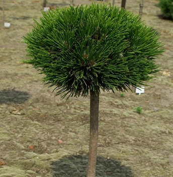 Сосна белокорая Шмидти штамб 60